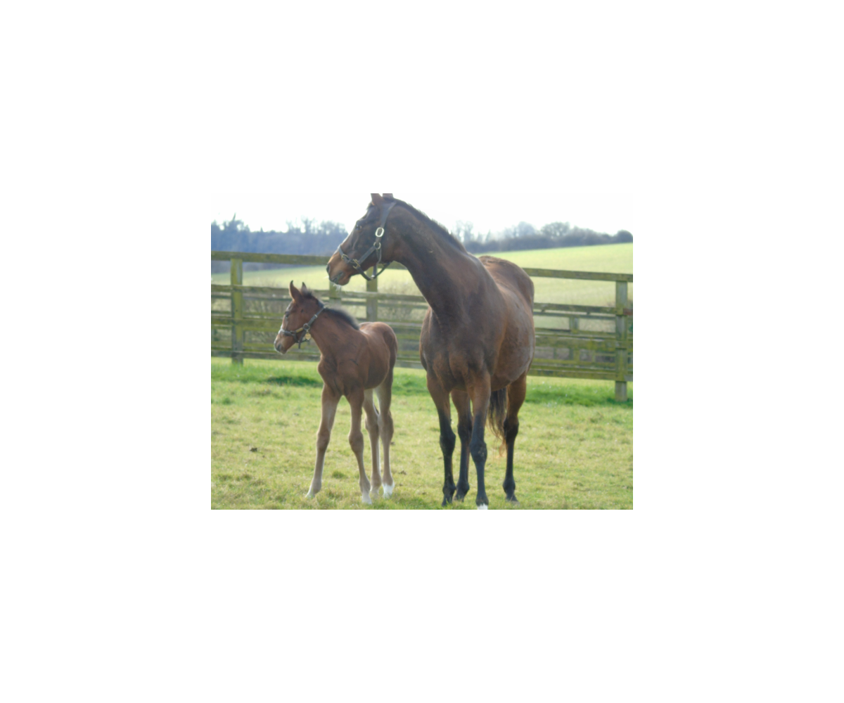2025 filly by Lope de Vega